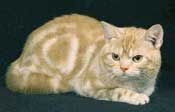 american shorthair