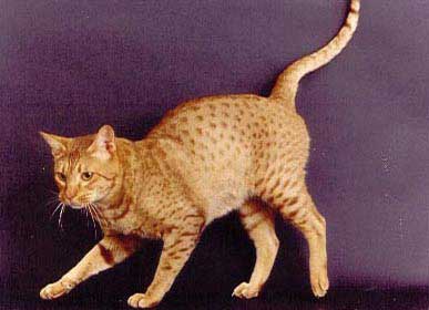 ocicat