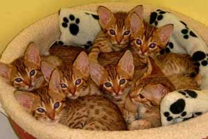 7 chocolate kittens
