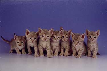 lilac kittens
