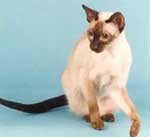 siamese